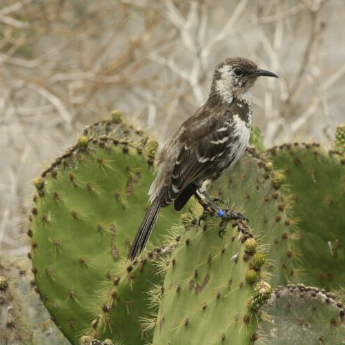 Mimus trifasciatus Gould, 1837