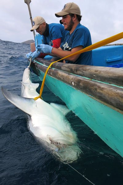 Pelayo Salinas de León working with tiger sharks