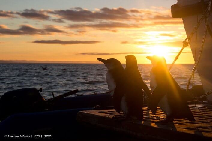 Penguins in the sunset at the west of the Galapagos after a tagging day.