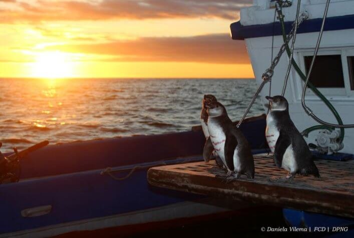 Penguins released after the respective tagging and sampling on board.