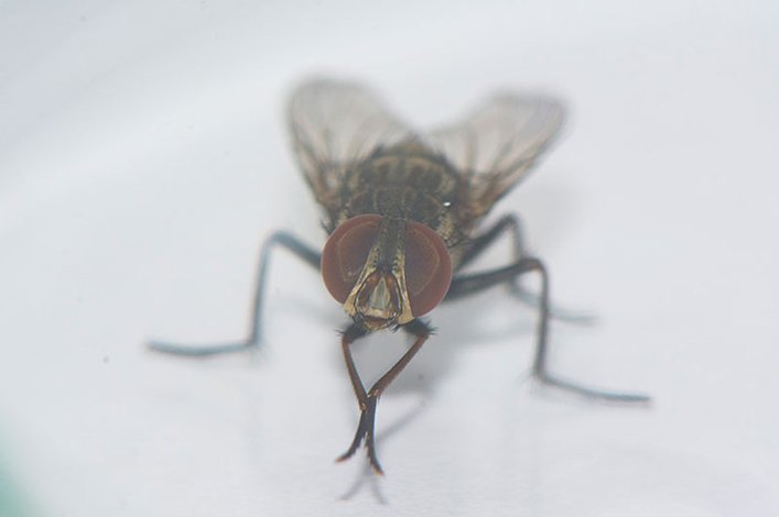 Philornis downsi, an invasive fly.