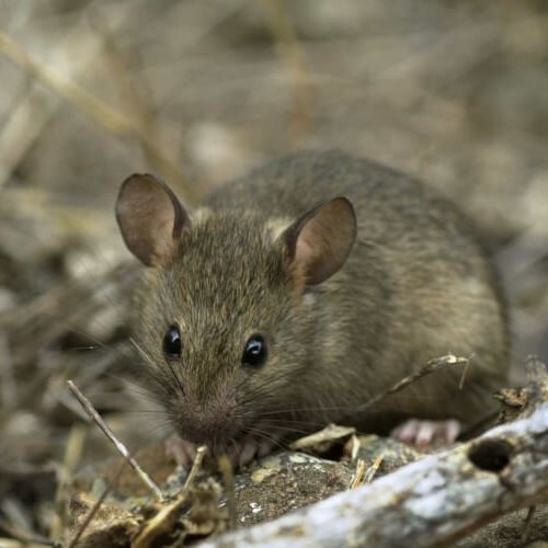Mus musculus (Linnaeus, 1758)