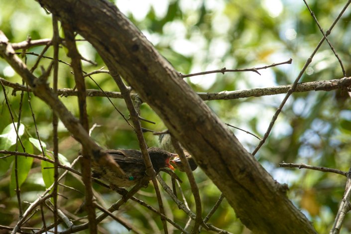 Pinzón de manglar adulto alimentando a sus polluelos