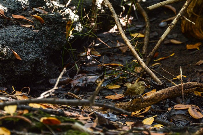 Pinzón de manglar adulto en busca de alimento en el bosque de manglar