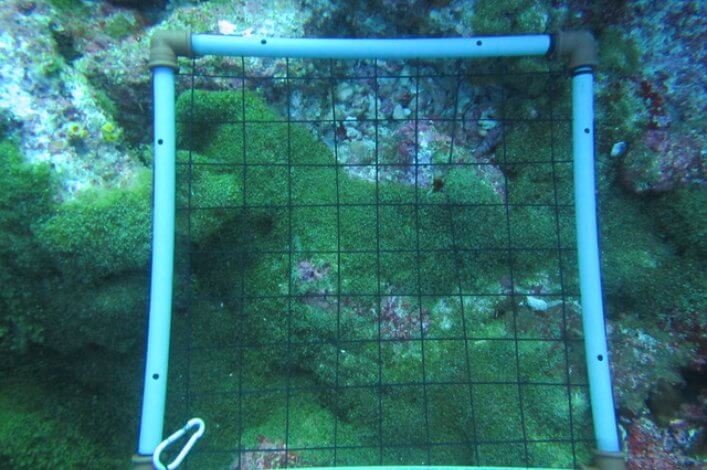 Quadrant to estimate the abundance of algae in coral reefs.