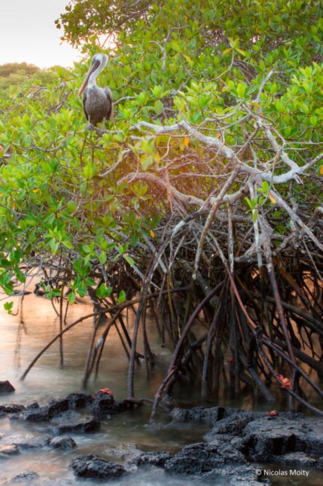 Red rock crabs and a brown pelican in a mangrove stand in the Galapagos.