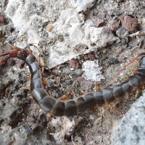 Scolopendra galapagoensis Bollman, 1889