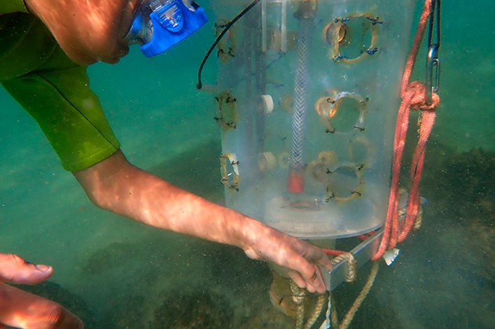 Shark Ambassador placing a light trap to collect fish larvae in the mangroves during the fisheries  practice at the Charles Darwin Research Station