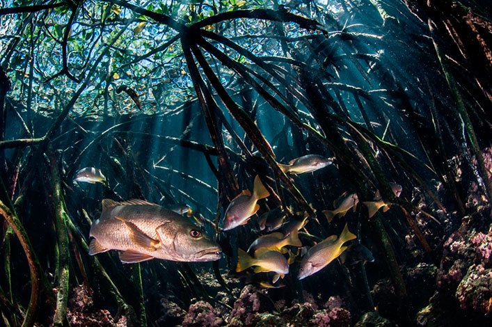 Snappers between submerged mangrove roots in the Galapagos Archipelago.