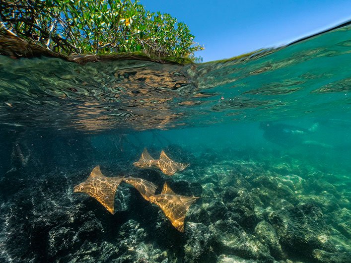 Snorkelling on the Galapagos mangrove bays with Golden Rays.