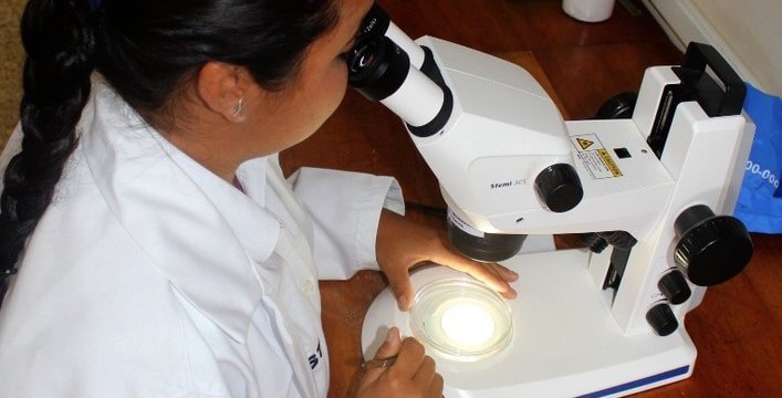 Solange Andrade-Vera observes a fish ear bone (otolith) under the microscope.