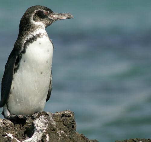 The Galapagos penguins with their two and a half kilos are great divers. They have been registered up to 50 meters deep.