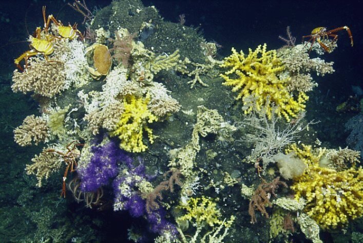 The Summit of several explored seamounts presented very diverse biological communities.