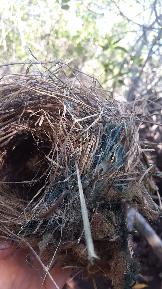 The blue part of the nest indicates where permethrin has been added.