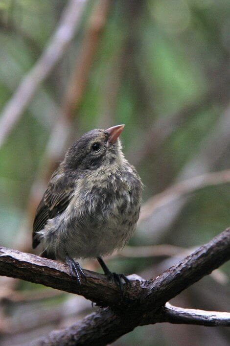 The mangrove finch is found only on the Isabela Island, is on the IUCN Red List and is also listed by BirdLife International as an endangered species. Photo: Francesca Cunninghame / Charles Darwin Foundation.