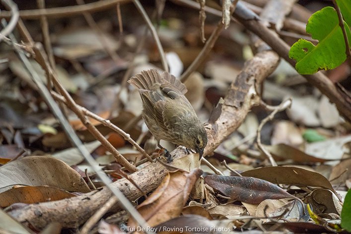 There are approximately 20 reproductive pairs of mangrove finch in the world. Help us conserve them.