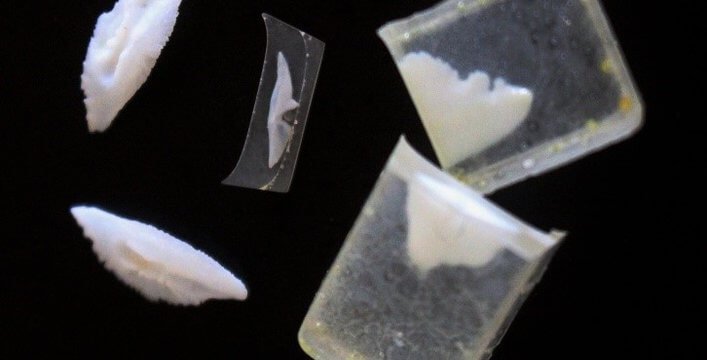 Two unprocessed otoliths (left), an otolith embedded in a resin block that has been cut in half (right), and a thin cross-section of an otolith in resin (center) that has been cut from the resin block with a diamond-bladed saw and can now be placed u