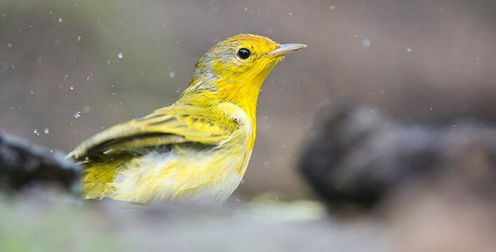 Visitors and residents can contribute sightings of birds such as the Yellow Warbler with the BirdsEye app.
