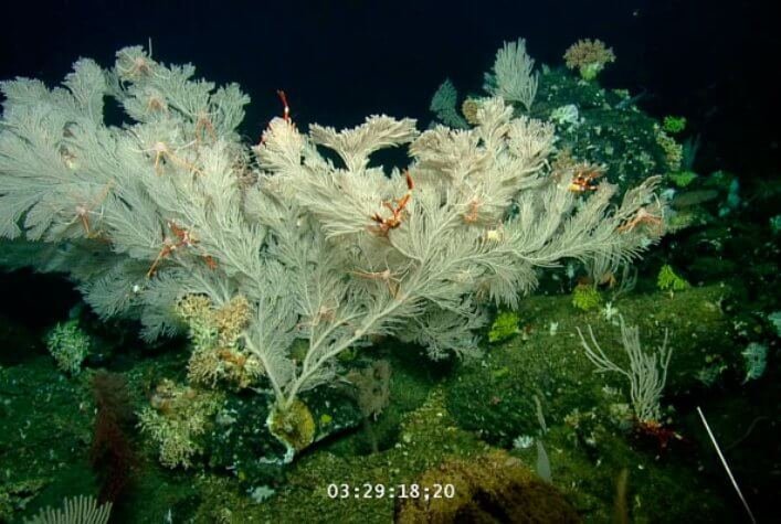 White Gorgonia, a coral species of the Primnoidae family found in the shallow volcanic cones approximately 600 meters deep with the submarine Hercules of the cruise NA064.