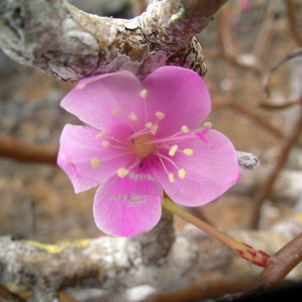 Calandrinia galapagosa H. St. John