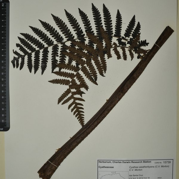 Cyathea weatherbyana (C.V. Morton) C.V. Morton