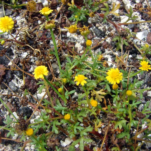 Chrysanthellum pusillum Hook. f.