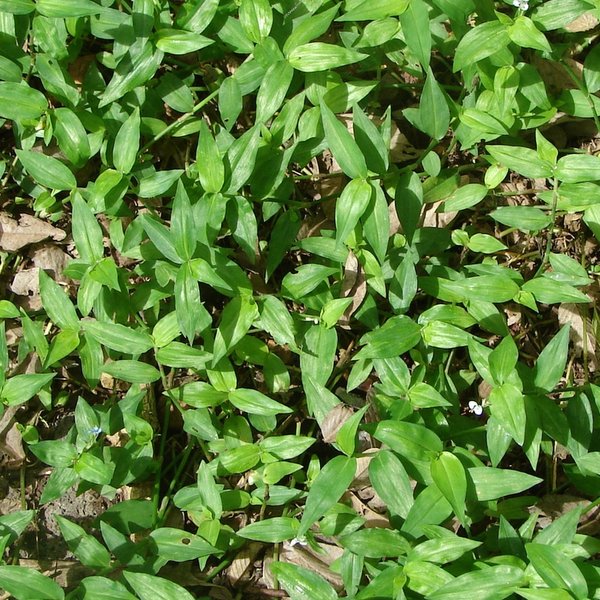 Commelina diffusa Burm. f.