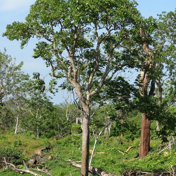Pisonia floribunda Hook. f.