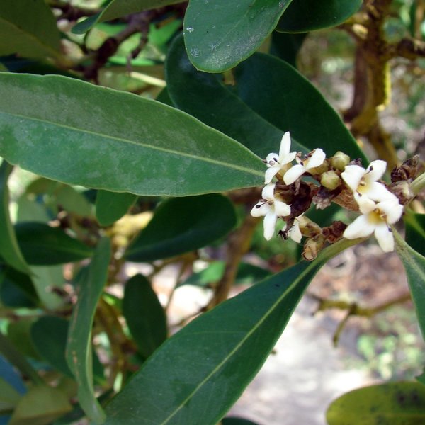 Avicennia germinans (L.) L.
