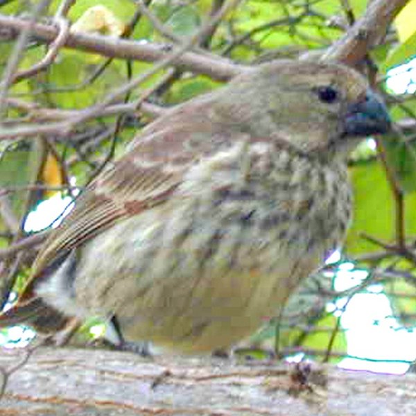 Camarhynchus psittacula Gould, 1837