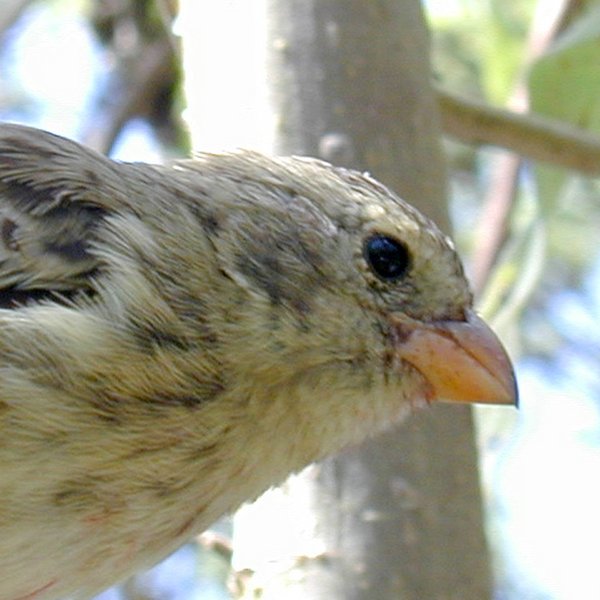 Camarhynchus parvulus (Gould, 1837)