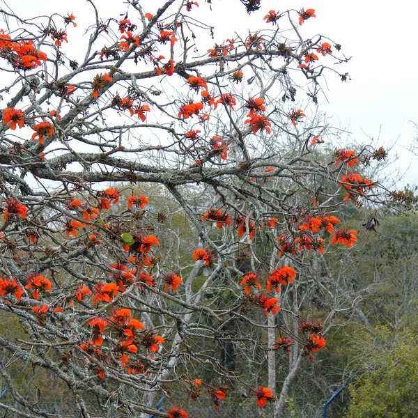 Erythrina velutina Willd.