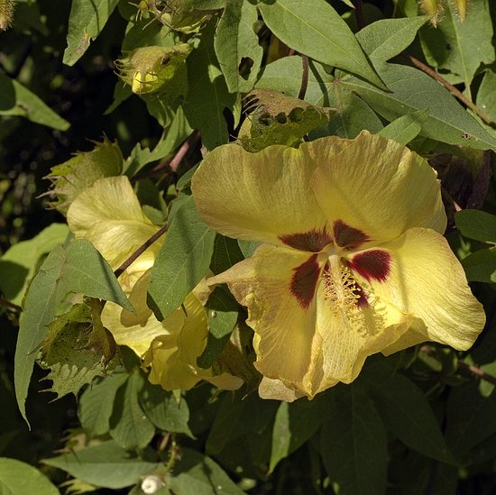 Gossypium darwinii G. Watt