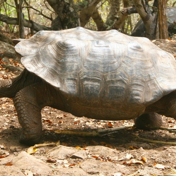 Chelonoidis chathamensis (Van Denburgh, 1914)