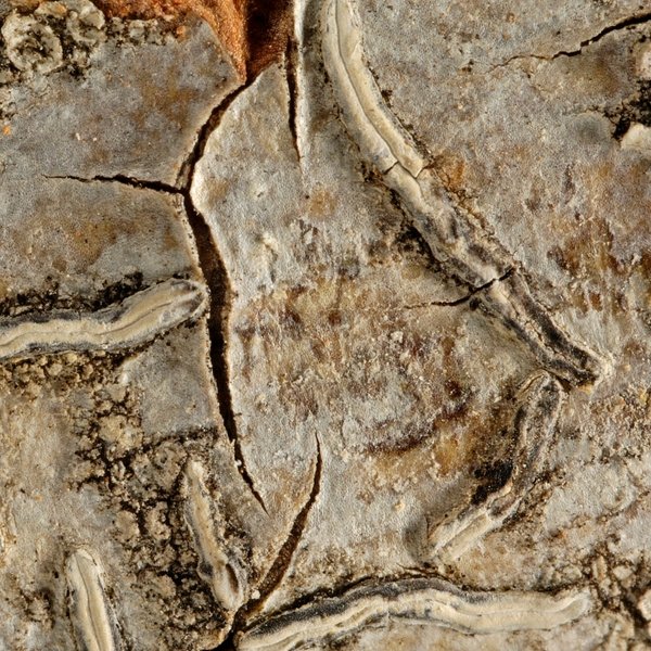 Dyplolabia afzelii (Ach.) A. Massal.