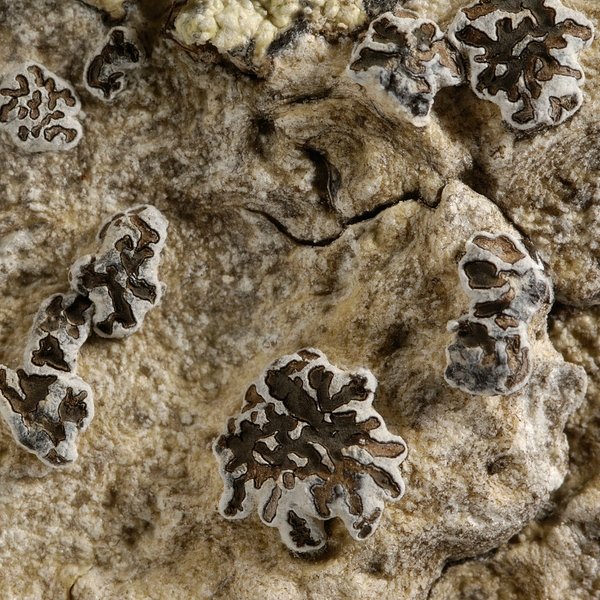 Glyphis cicatricosa Ach.