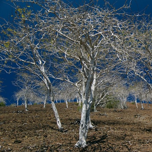 Bursera graveolens (Kunth) Triana & Planch.