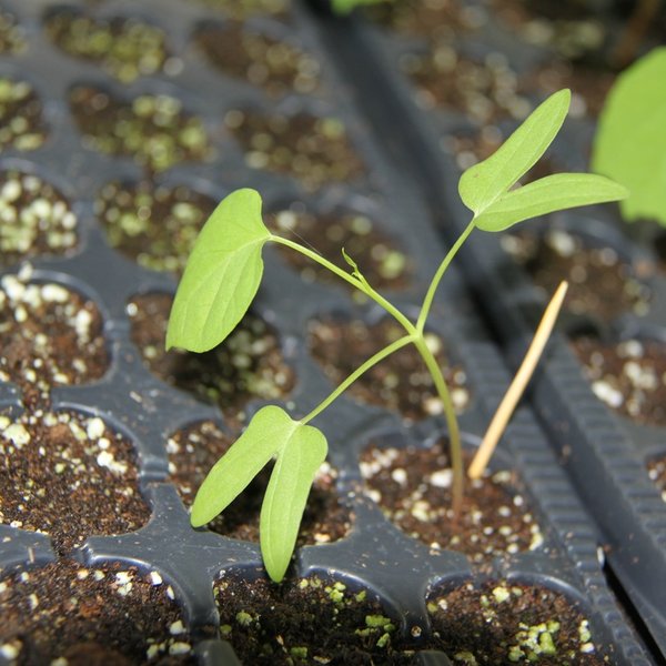 Ipomoea triloba L.