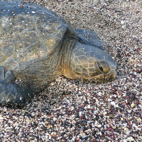 Dermochelys coriacea (Vandelli, 1761)
