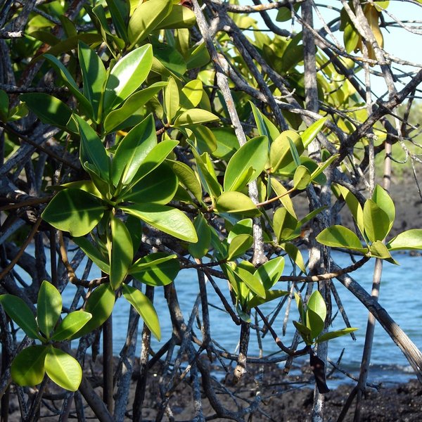 Rhizophora mangle L.