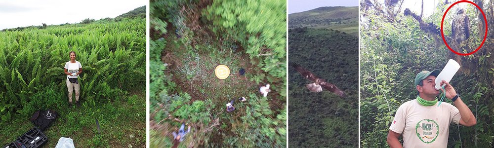 From left to right: Carolina Carrión flying the drone on Santiago, drone view of the pilots and a hawk. Finally, Marcelo Gavilanes, the park ranger who accompanied me throughout the trip to monitor drone flights and the interaction with hawks, is als