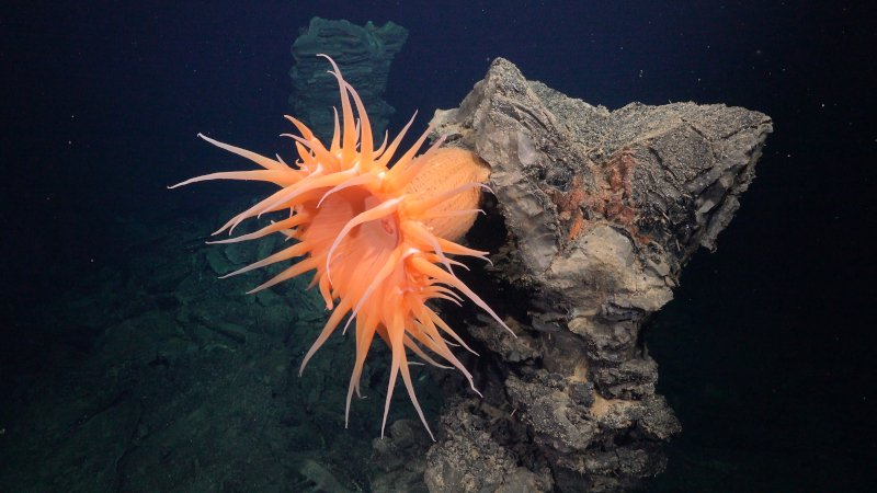 Anémona en una estructura geológica formada volcánicamente en el lecho marino. La tecnología que crea mapas detallados permitió a los científicos ubicar nuevos respiraderos hidrotermales en los alrededores de las Galápagos y caracterizar los químico