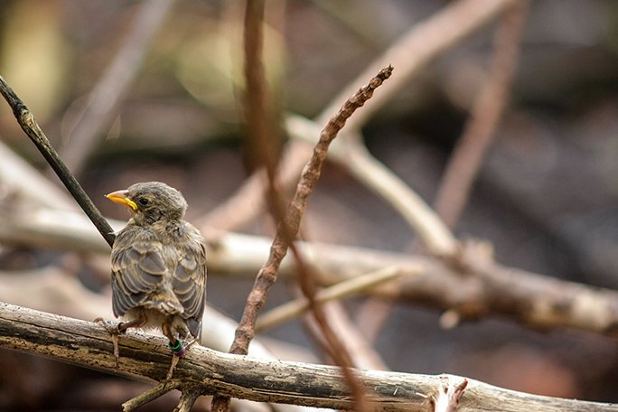 Uno de los cinco polluelos de pinzón de manglar que emplumaron. Para aumentar la supervivencia de los polluelos, el equipo necesita revisarlos cuidadosamente para remover cualquier larva de Philornis downsi, antes de regresarlos a sus nidos