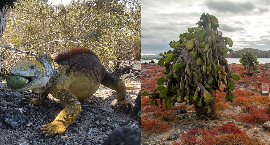 Una iguana terrestre comiendo un fruto de un Opuntia echios var. echios (izquierda). Plántulas de Opuntia con las tecnologías ahorradoras de agua utilizadas en el proyecto GV2050 en uno de los sitios de estudio (Cerro Colorado (derecho)