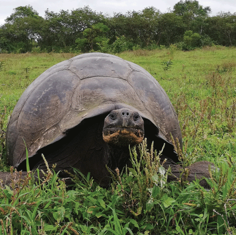 Chelonoidis porteri es la especie más abundante de tortugas gigantes de la Isla Santa Cruz. Posee una población aproximada de alrededor de 6000 a 10000 individuos distribuidos en diversos ecosistemas hacia el sudoste de la isla