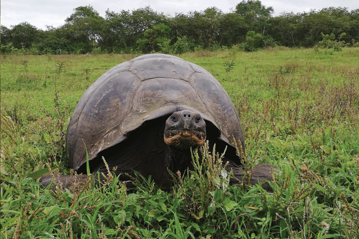 Chelonoidis porteri es la especie más abundante de tortugas gigantes de la Isla Santa Cruz. Posee una población aproximada de alrededor de 6000 a 10000 individuos distribuidos en diversos ecosistemas hacia el sudoste de la isla