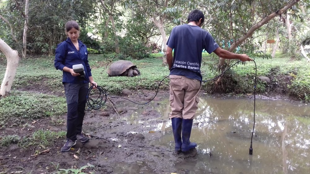 Freddy Cabrera deja caer una sonda que mide la calidad del agua en un estanque, mientras Ainoa Nieto Claudín examina la temperatura y los valores de oxígeno disueltos. Se puede ver a una tortuga adulta consumiendo frutos de la guayaba invasora junto 
