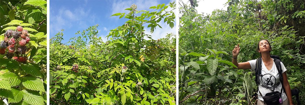 Invasive blackberry (Rubus niveus) on Santiago. The plant can grow taller than a person, as can be seen in the photo on the right, and occupy large areas