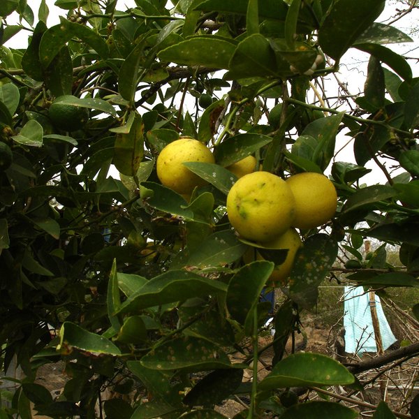 Citrus × limon (L.) Osbeck