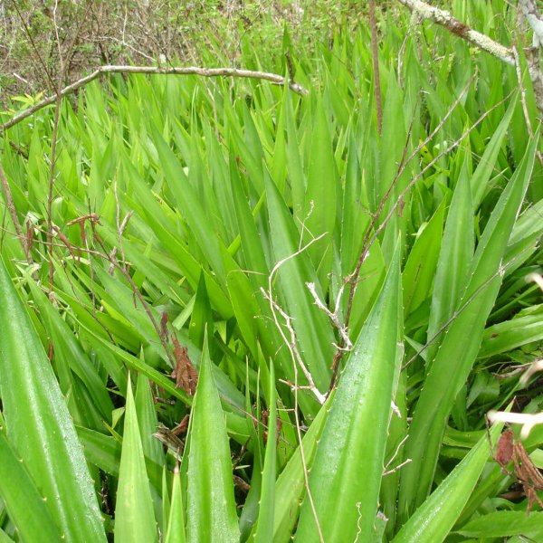 Furcraea hexapetala (Jacq.) Urb.